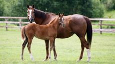 Lifetime policies and an overhaul of the industry are among the proposals for equine insurance