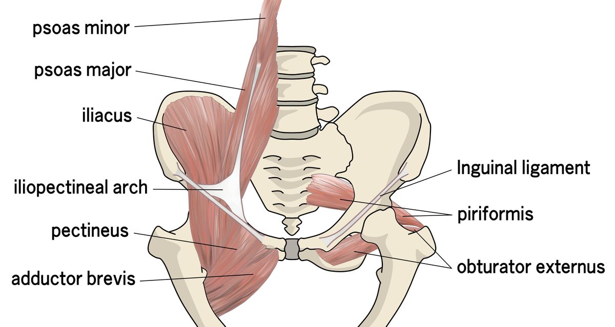 Hip flexor muscle anatomy