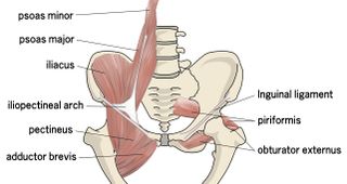 Hip flexor muscle anatomy