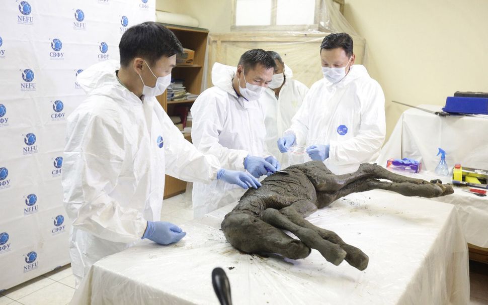 Photos: Perfectly Preserved Baby Horse Unearthed in Siberian Permafrost ...