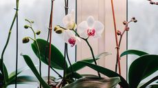 Phalaenopsis orchids with new flower spikes buds and flowers on windowsill
