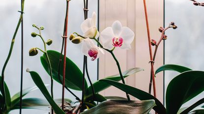 Phalaenopsis orchids with new flower spikes buds and flowers on windowsill