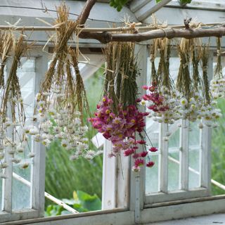 Drying Flowers in a greenhouse