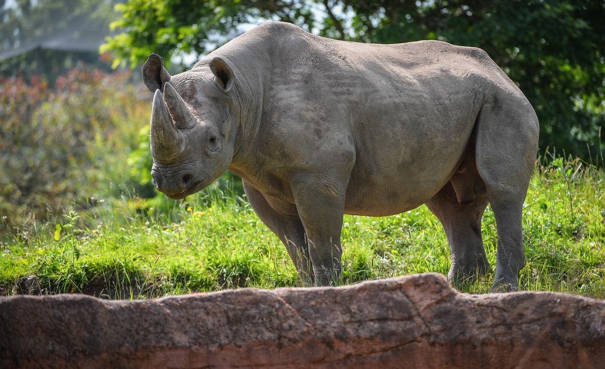 black rhino