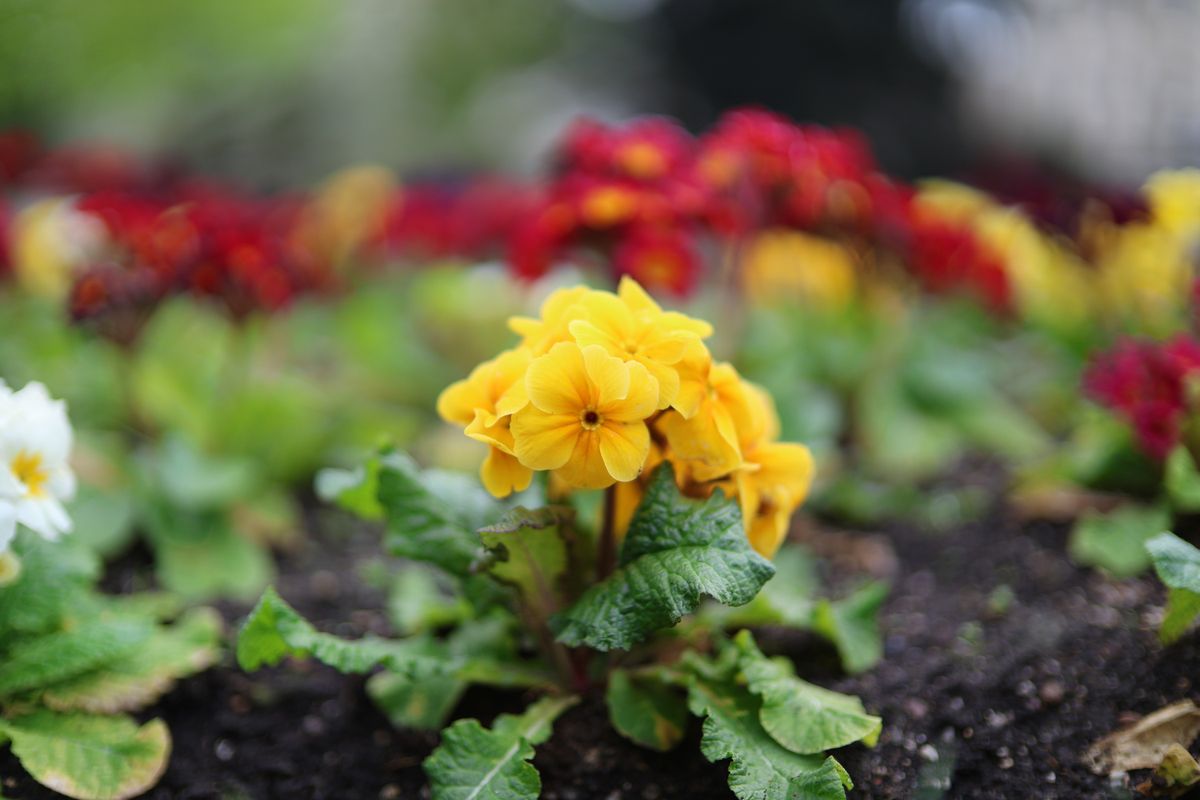 Canon RF 45mm f/1.2 STM sample image