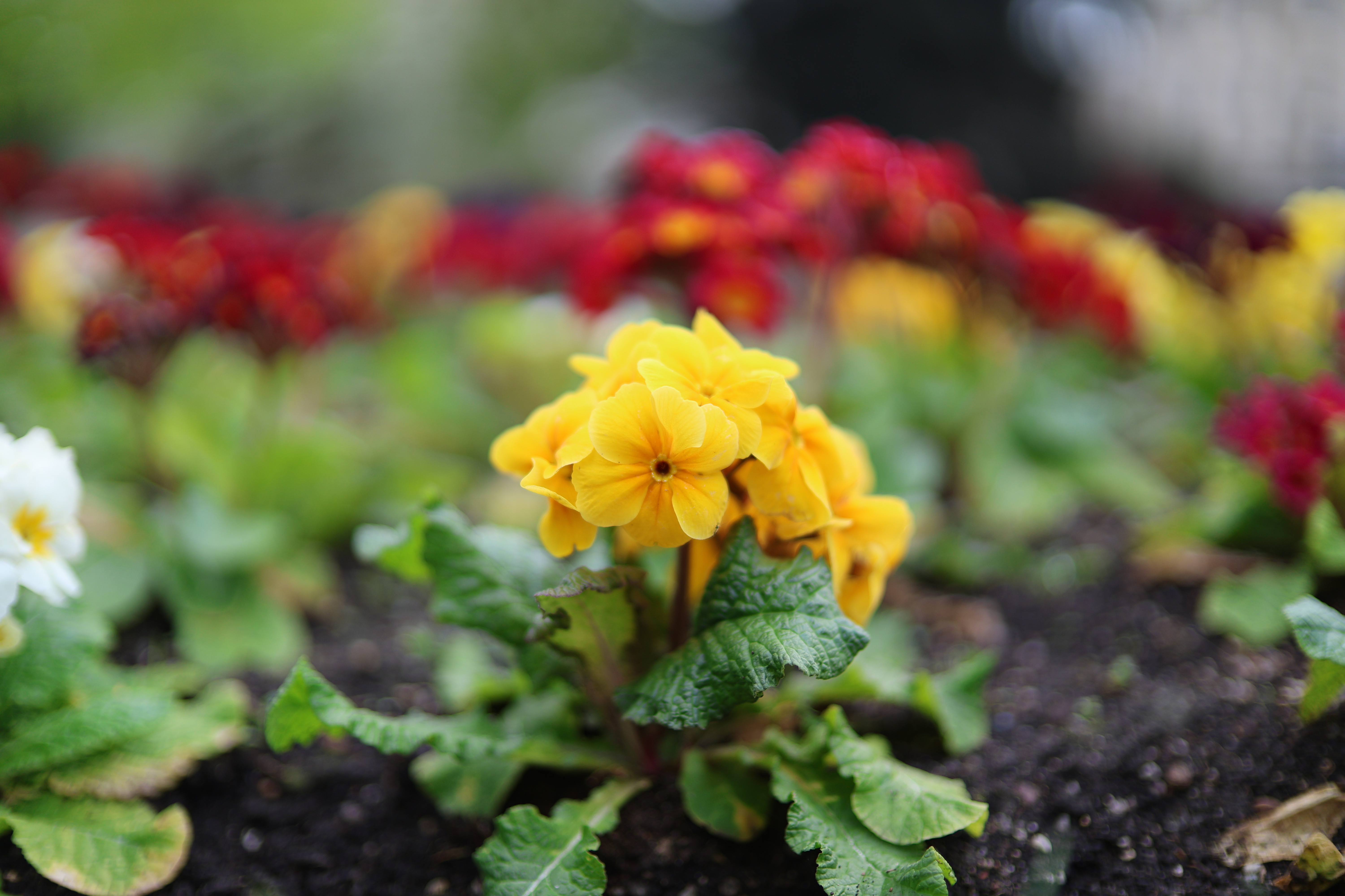 Canon RF 45mm f/1.2 STM sample image