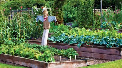 Scarecrow protects crops in raised garden beds