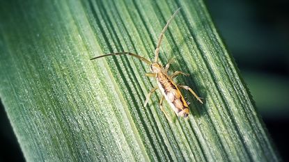 A springtail bug close up