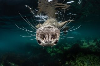 Mischievous subject, underwater photographs