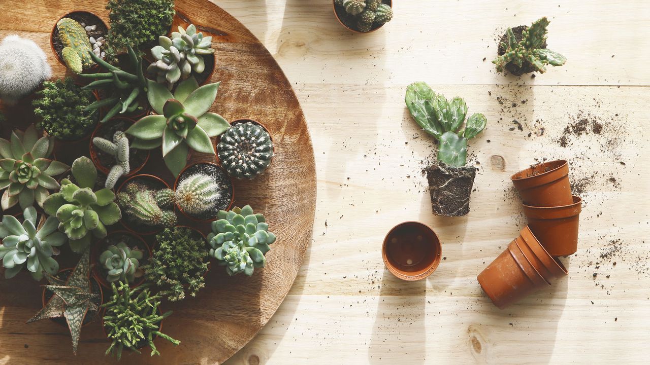 succulent plants being repotted