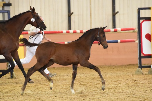 Kefiera LH