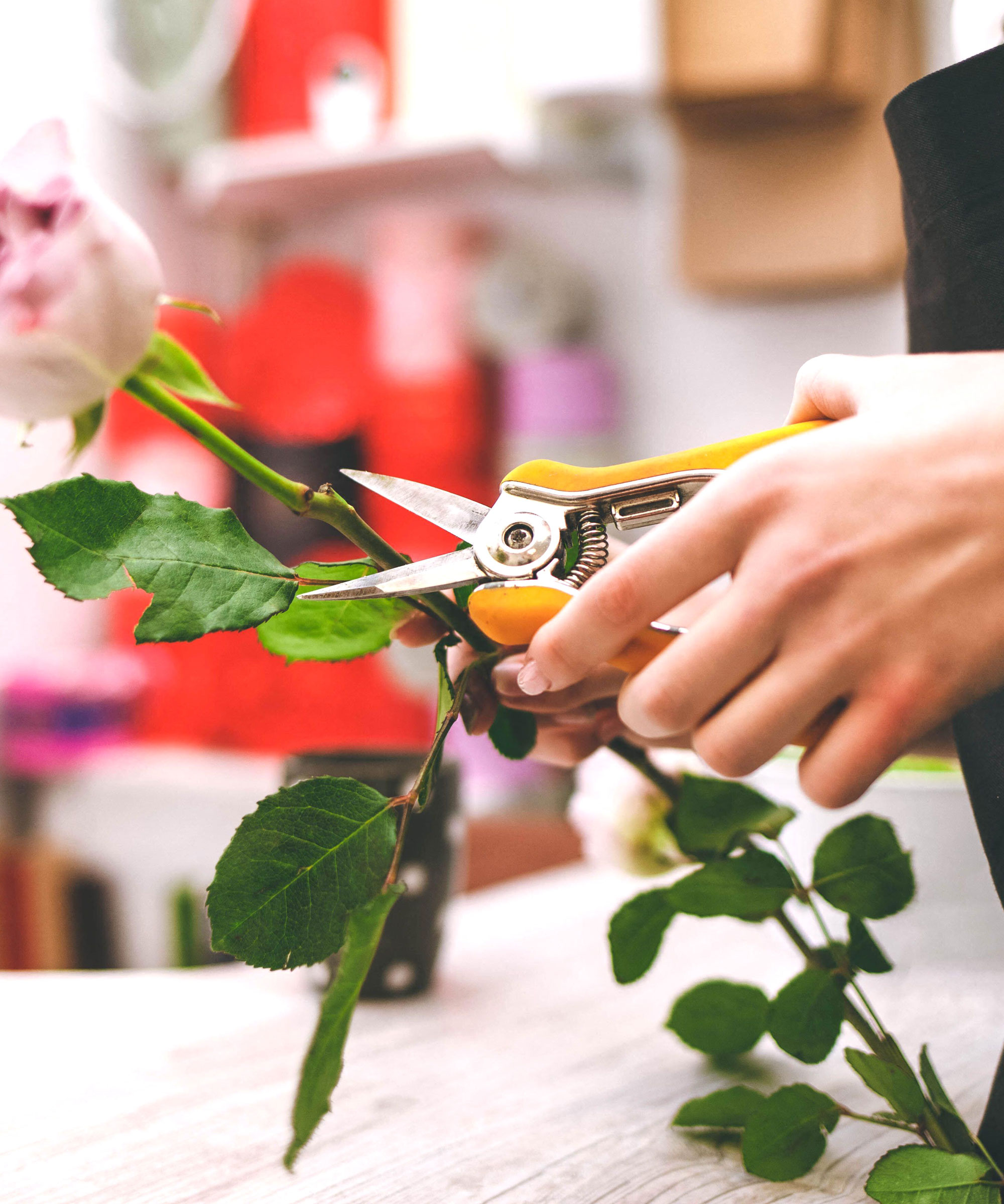cutting.a long stem rose by removing two ends with orange snippers