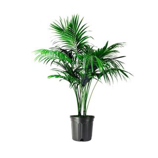 A tall parlor palm in a black pot