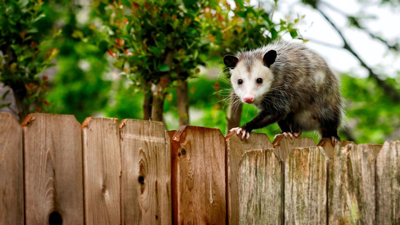 A black and white opossum walking along a wooden fence