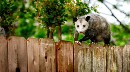 A black and white opossum walking along a wooden fence