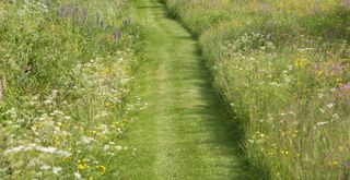 Mown path in the middle of a wild garden