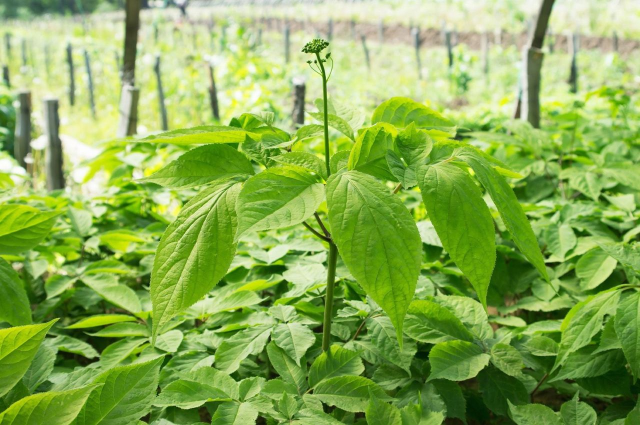 Orchard Of Ginseng Plants