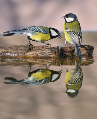 Scientists used a new analytical technique to study the social networks of great tits (<em>Parus major</em>) like these. 