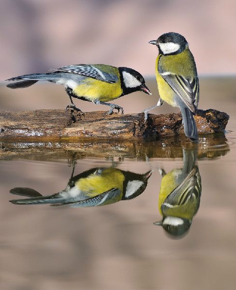 Scientists used a new analytical technique to study the social networks of great tits (&lt;em&gt;Parus major&lt;/em&gt;) like these. 