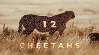 12 Cheetahs Documentary