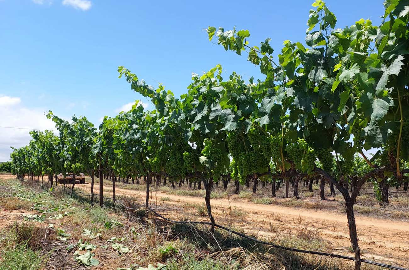 Sakkie Mouton's Vermentino vines