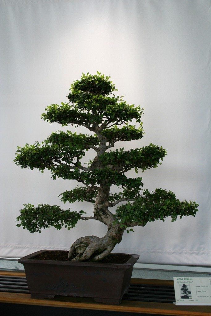 Bonsai Tree