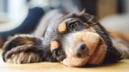 cute dog lying down on bed