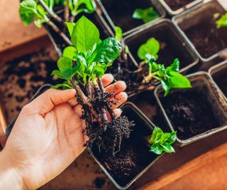 A hand holding rooted hydrangea cuttings