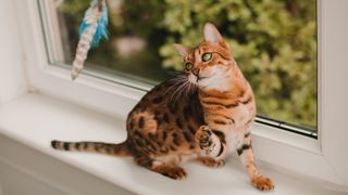 Bengal cat playing with feather toy on windowsill