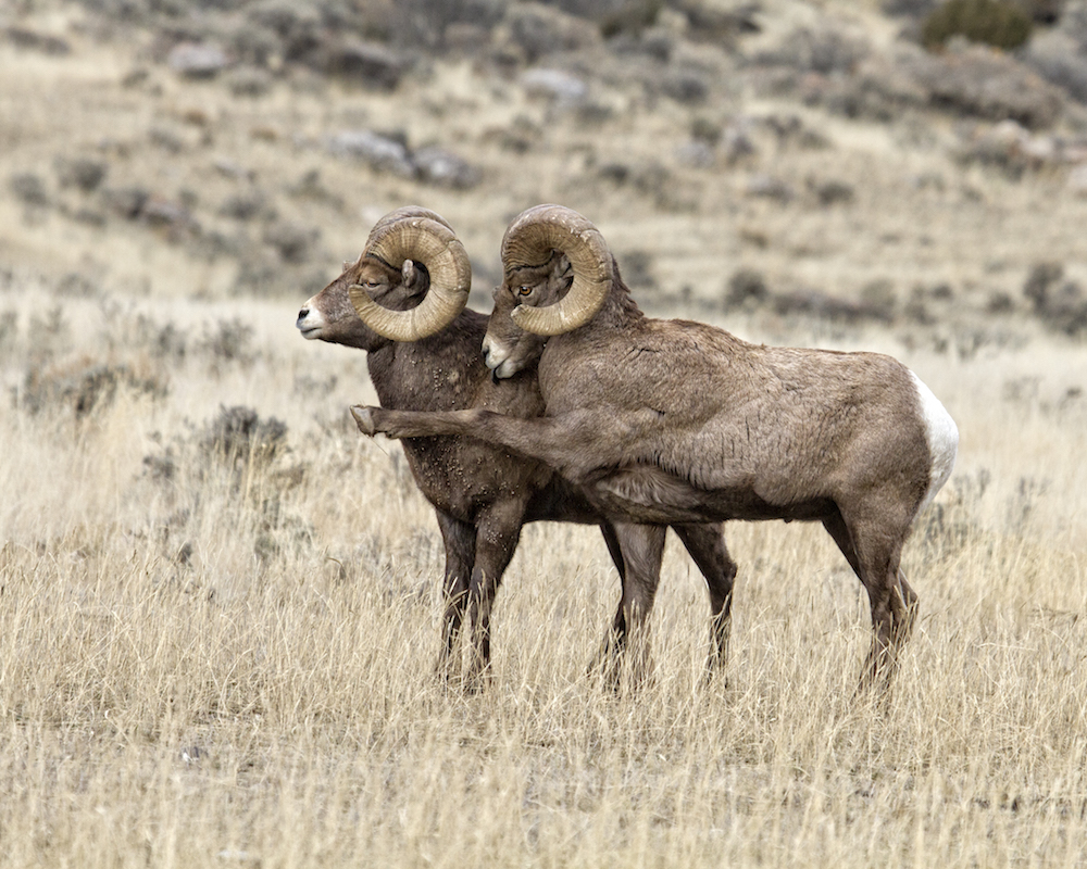 two rams pointing