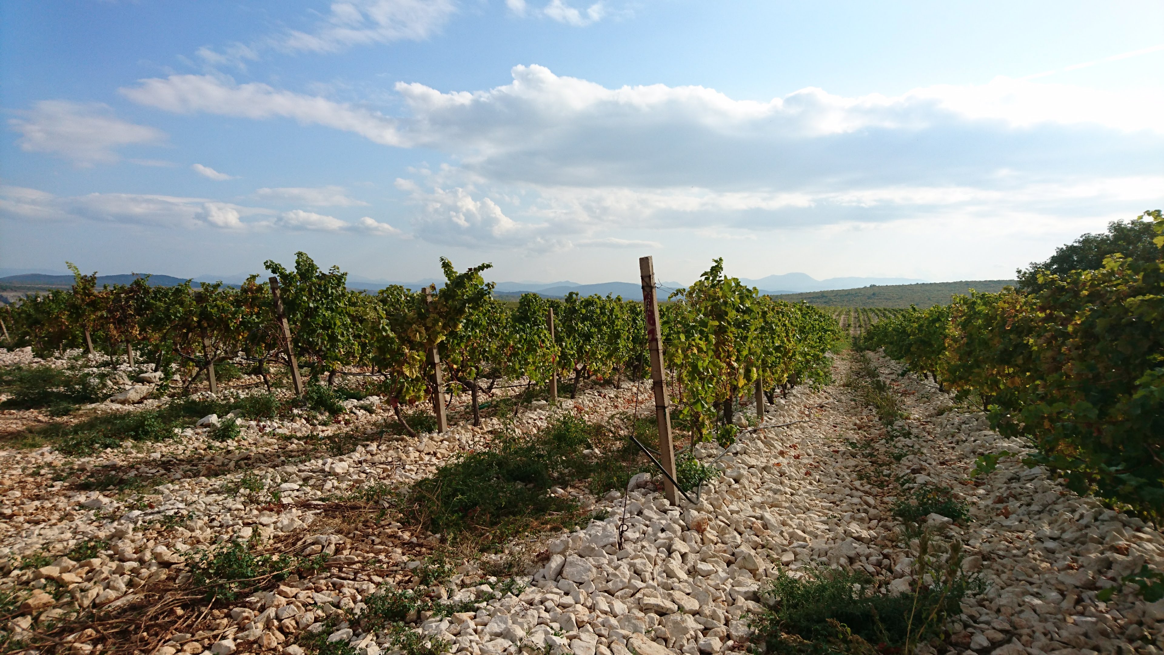 Indigenous &amp;#381;ilavka grapes grow in vineyards of stony limestone karst in Bosnia and Herzegovina