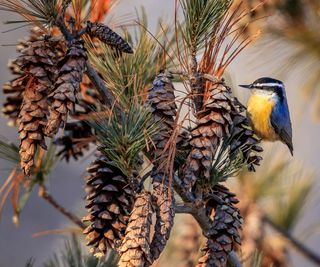 chickadee with pine cones