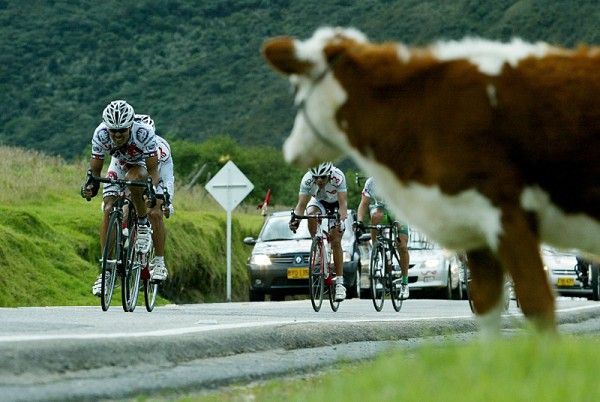 Pena drives the break past an interested bovine.