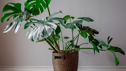 Swiss cheese plant in wicker basket