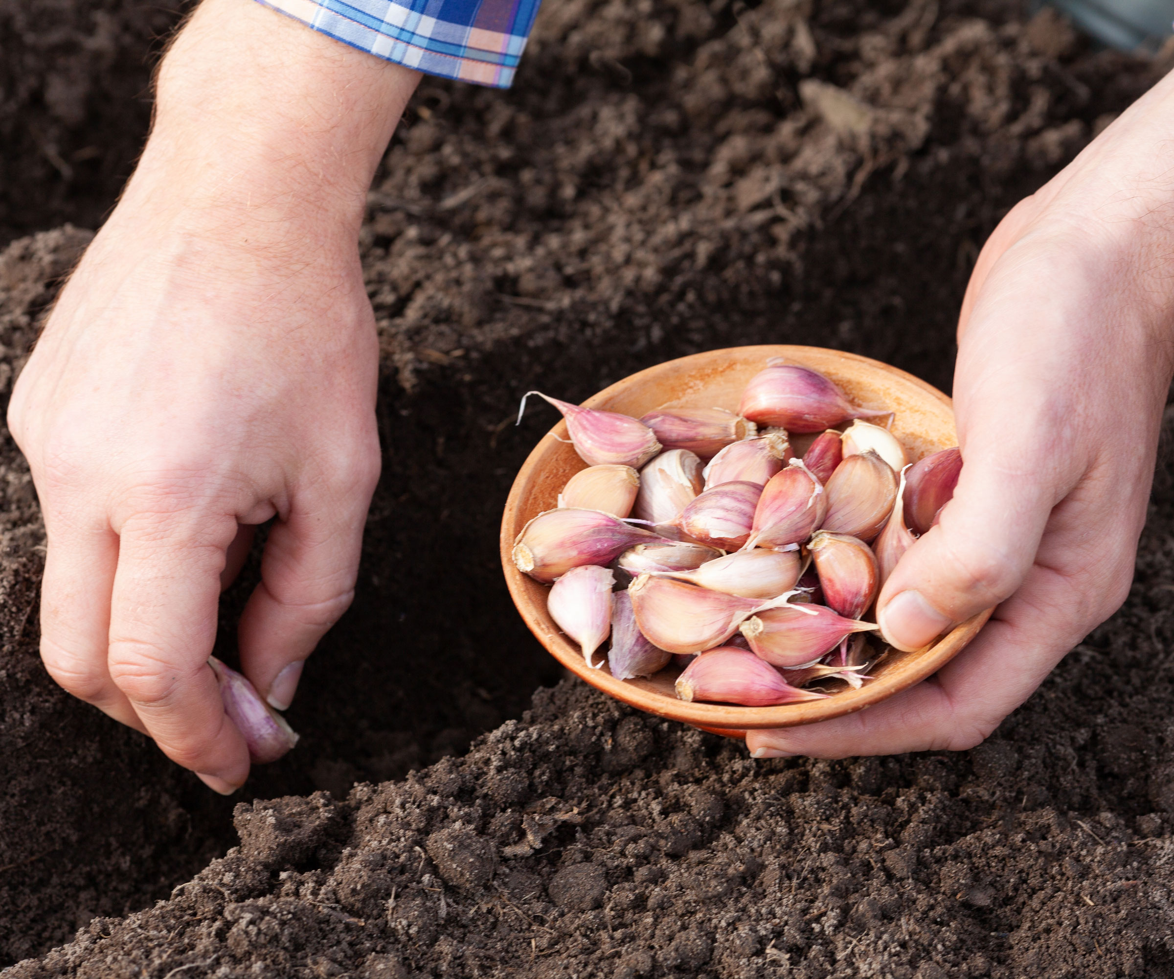 garlic cloves being planted in soil