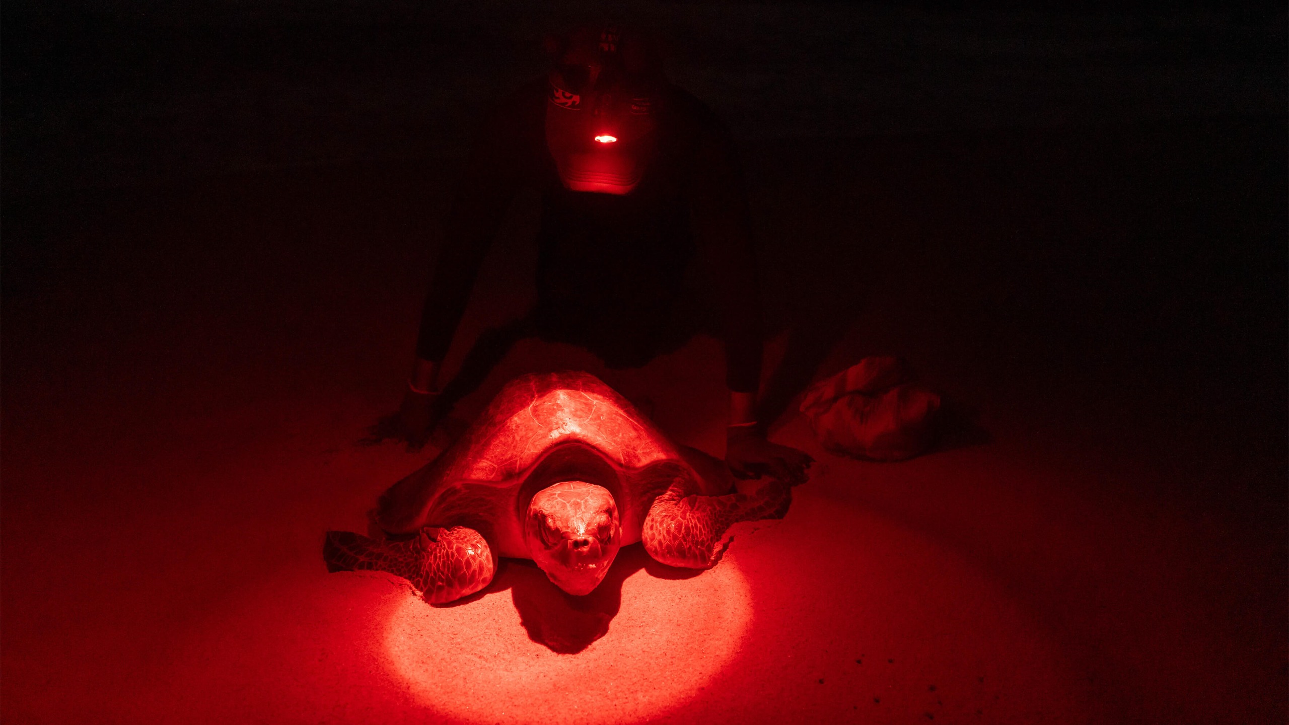 Spanish photographer Miguel Serrano Ruiz spent a month documenting vital turtle conservation efforts in Baja California, Mexico, winning an Ocean Photographer of the Year award