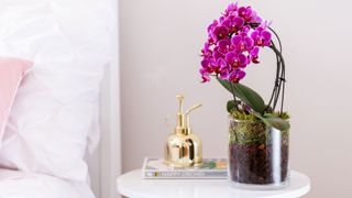 pink orchid in glass pot with plant mister