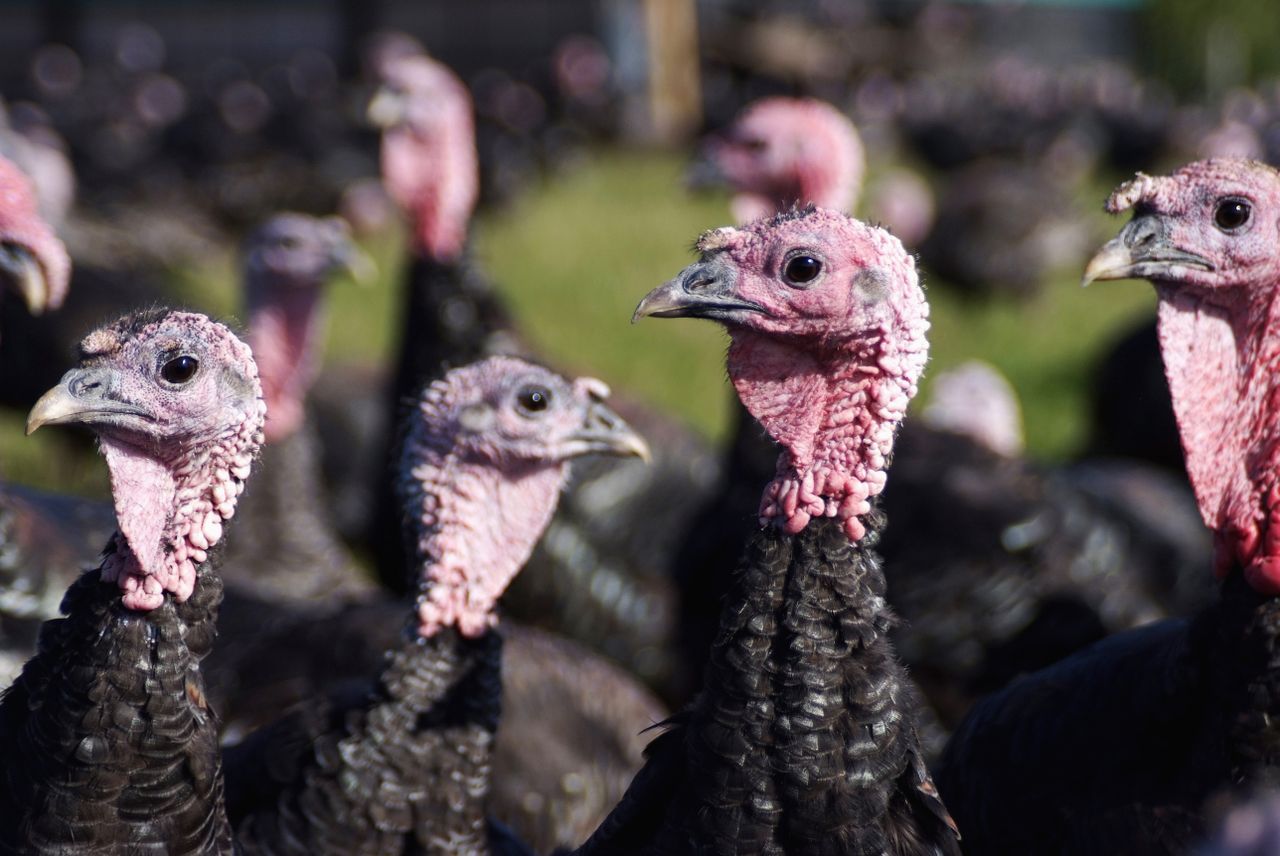 A gaggle of turkeys