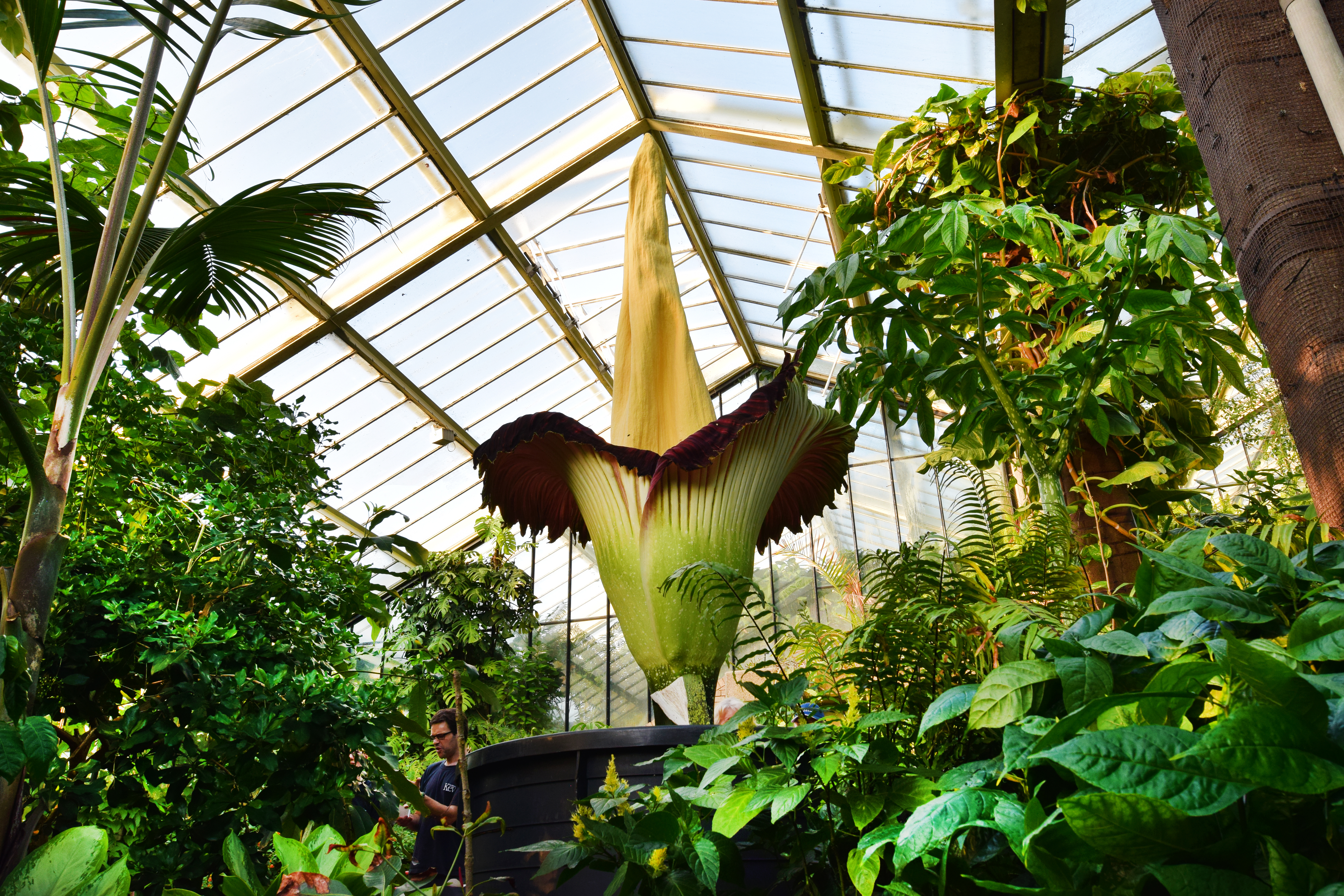 Amorphophallus titanum