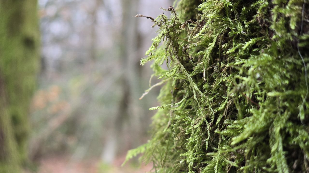 Samsung Galaxy S24 Ultra camera review sample