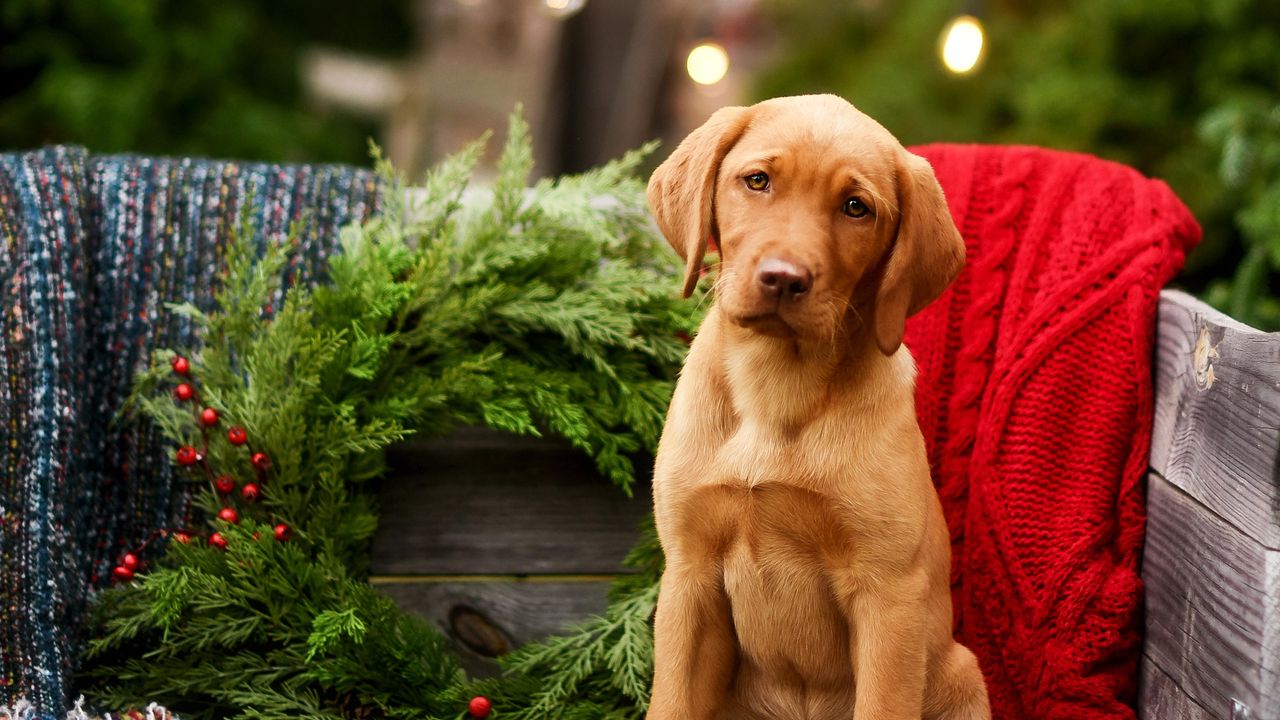 puppy in sleigh outdoors