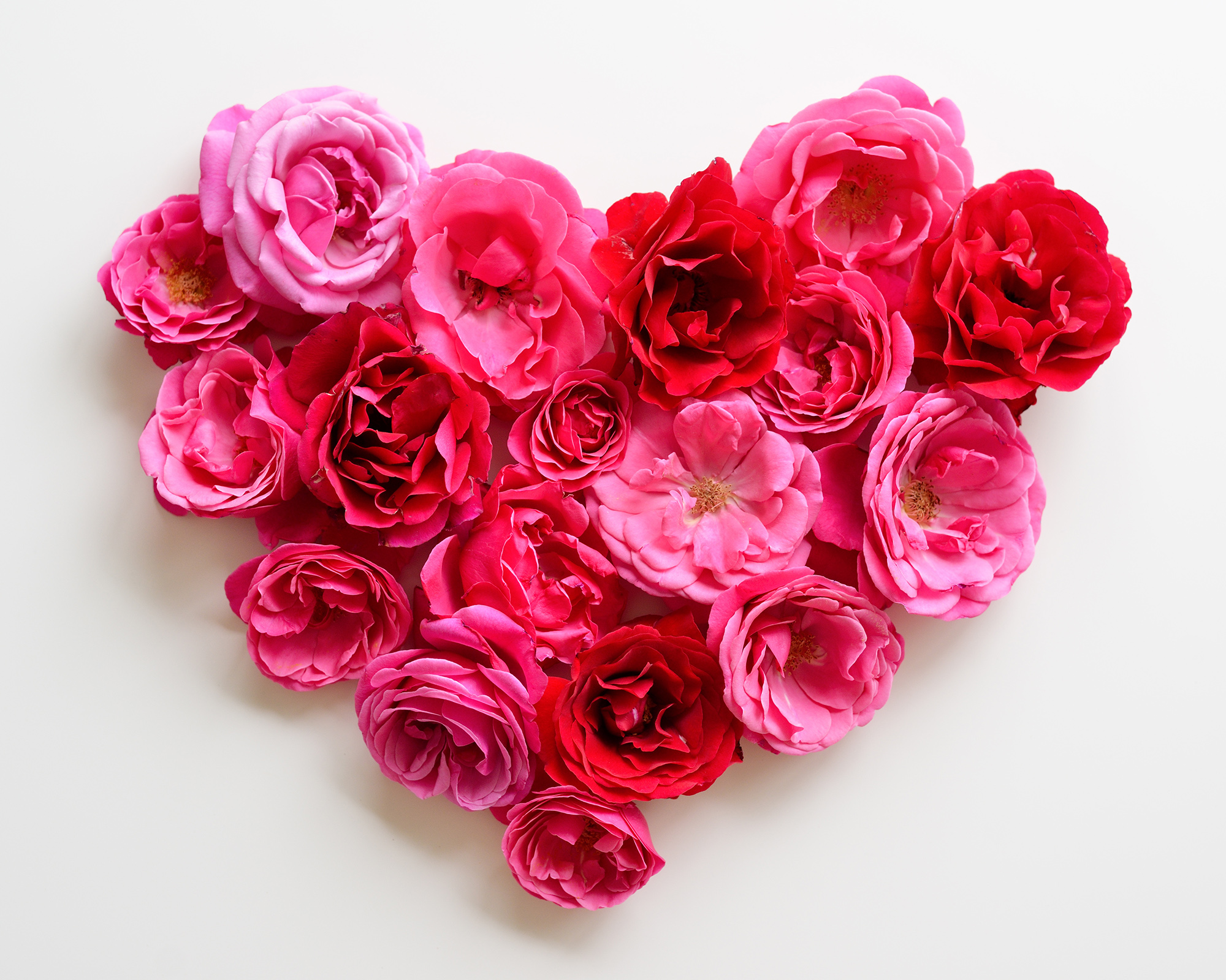 Heart symbol made of pink roses on white background.
