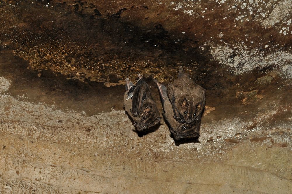 BadRap Bats in Danger of Extinction Around the World Live Science