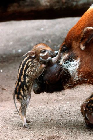 Cute Mother and Baby Animal Pics