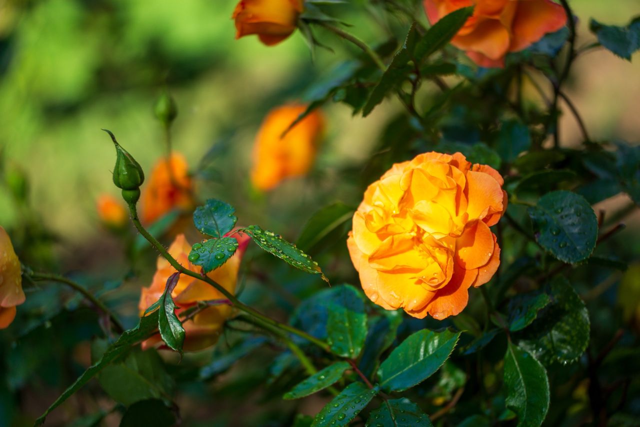 Sigma 50-120mm f/2.8 DC OS | C sample image