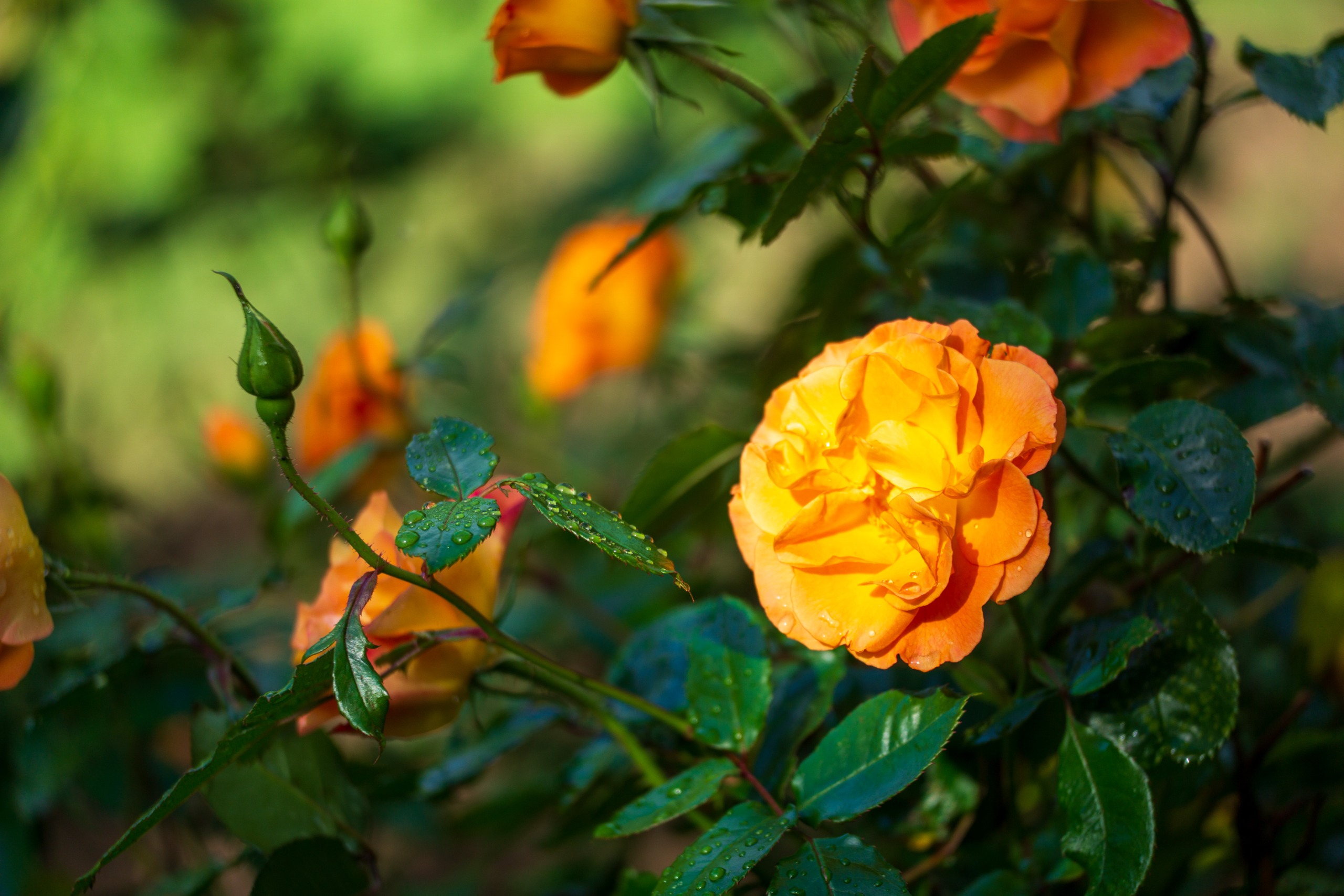 Sigma 50-120mm f/2.8 DC OS | C sample image