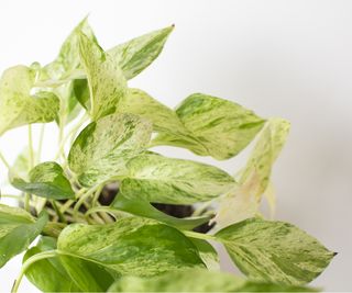 Snow Queen Pothos