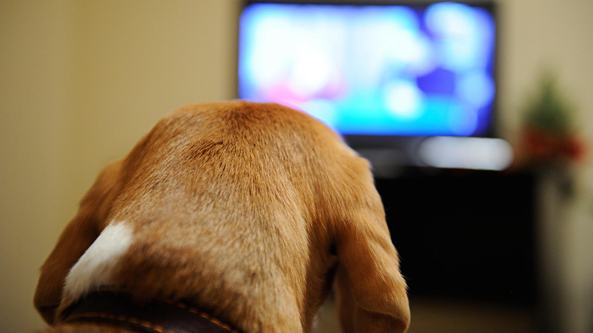 TV on, dog watching