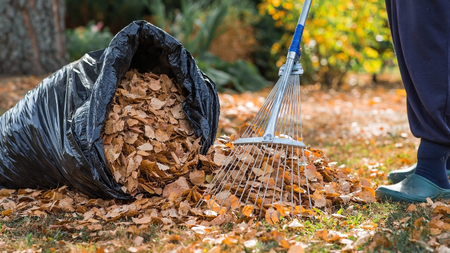 Raking fallen leaves