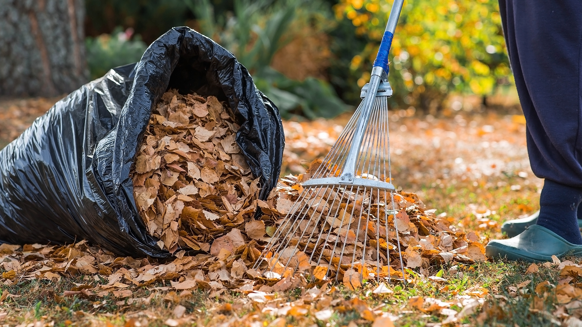 Should you rake or mow the fallen leaves on your lawn?